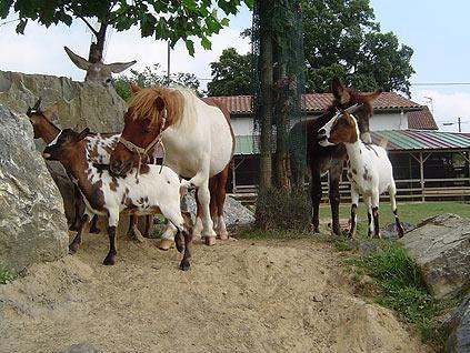 La Ferme Des 4 Chenes Hotel Urt Ngoại thất bức ảnh